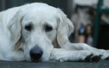 Angst vor Lärm bei Hunden behandeln
