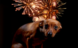 Hunde und Angst vor Feuerwerk