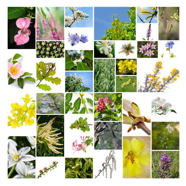 Die verschiedenen Arten von Bachblüten